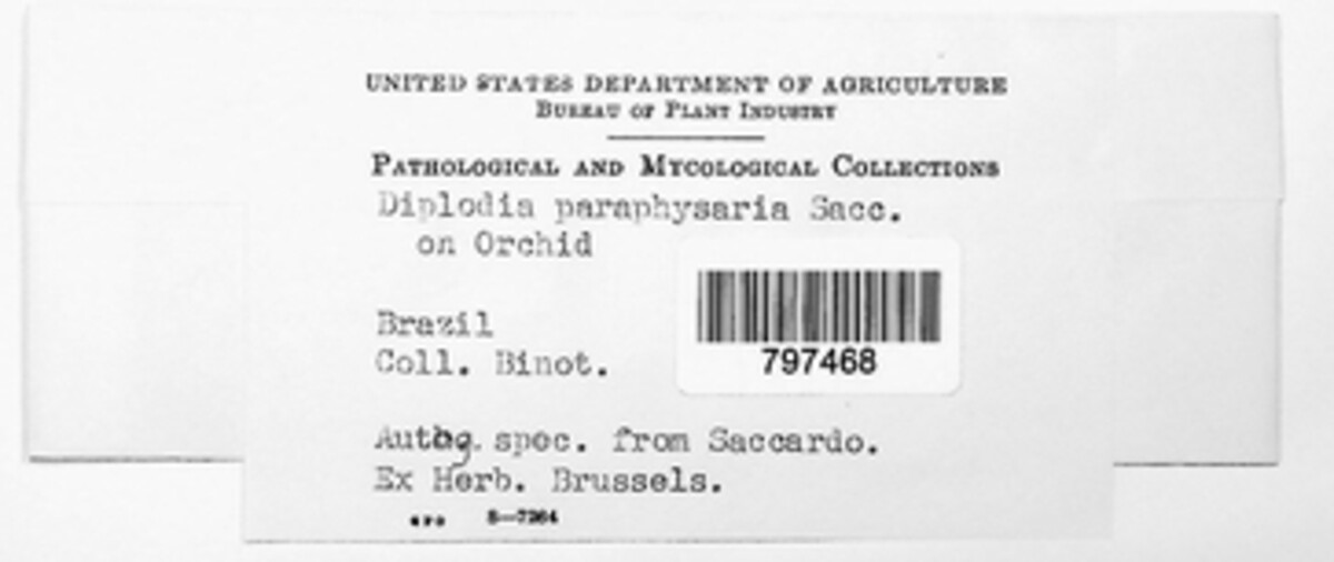 Lasiodiplodia paraphysaria image